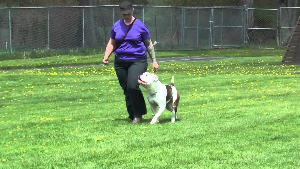 American Bulldog IPO BH - North Jersey Schutzhund & Police Association
