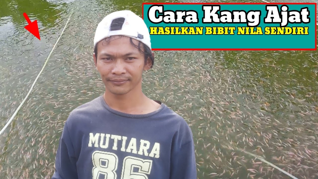 begini cara Kang Ajat hasilkan ratusan ribu bibit ikan nila untuk kolam biofloknya | BELAJAR BIOFLOK
