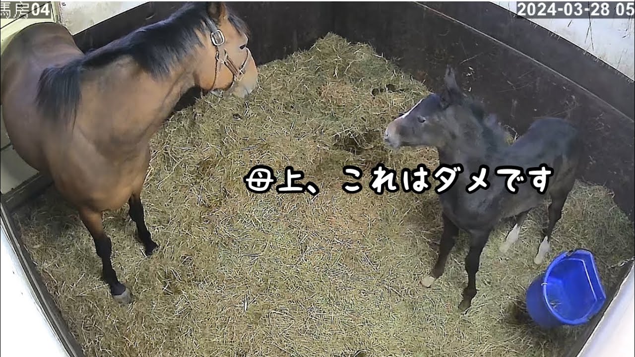 バケツ職人の仕事(ゴールドシップ産駒)