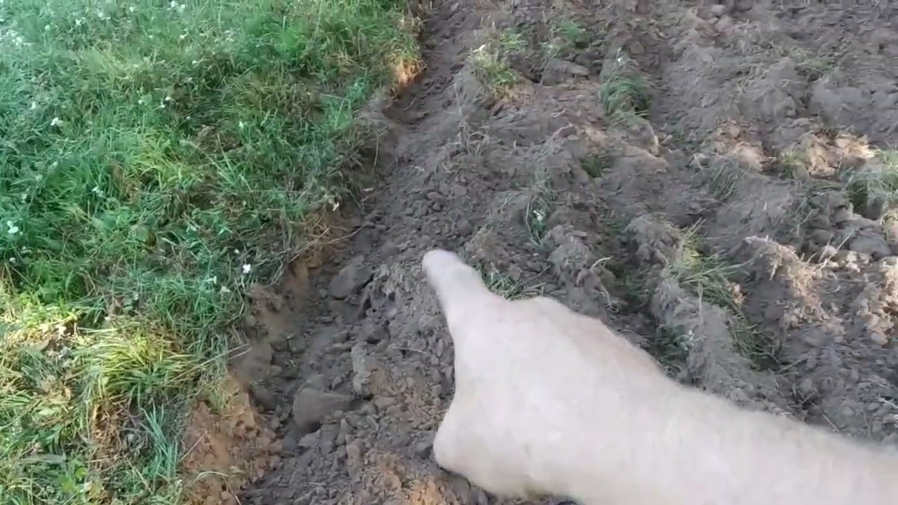 Тест  конного плуга.