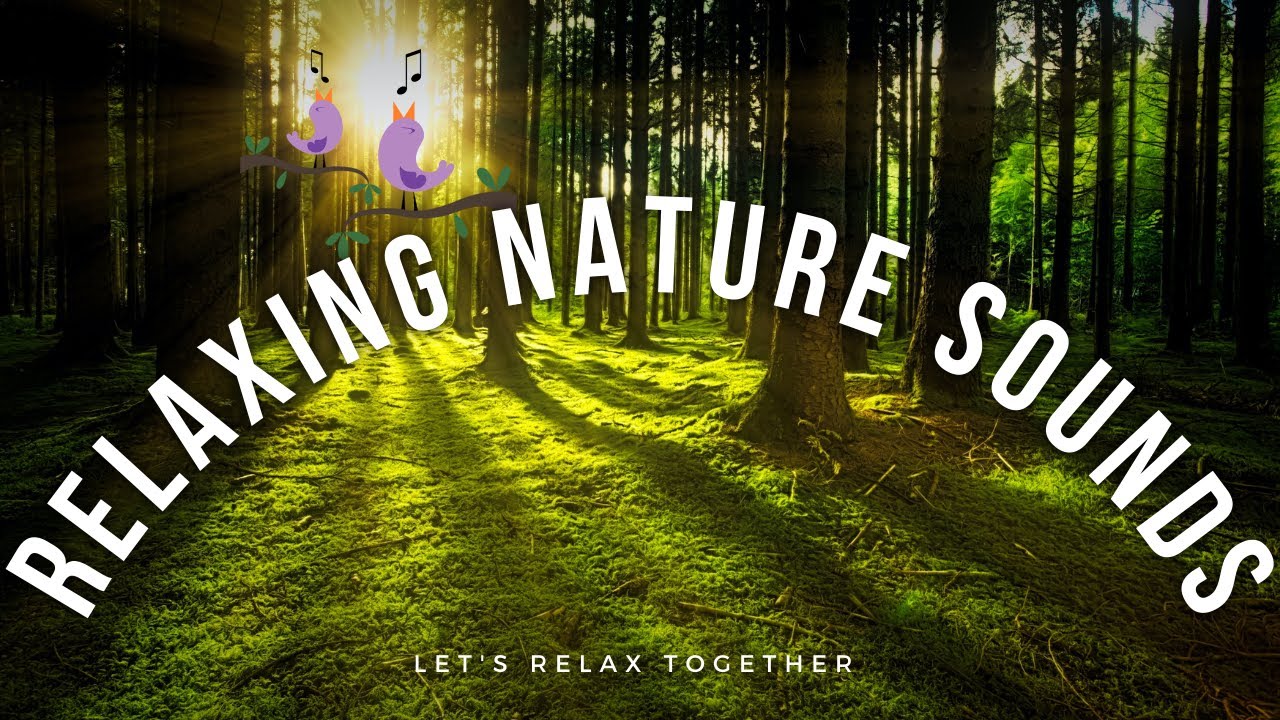 Relaxing Nature Sounds. Forest sound | Birds Singing