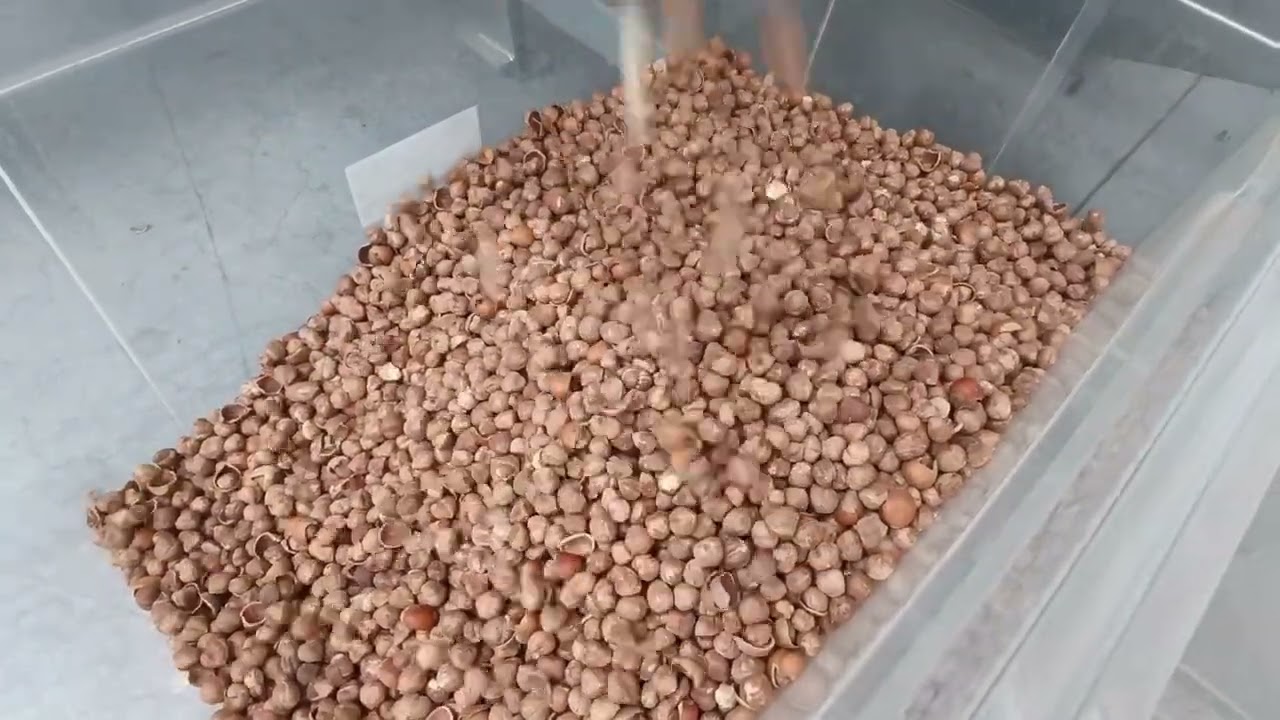 Sgusciatrice per nocciole INB500 - www.innovanuts.com