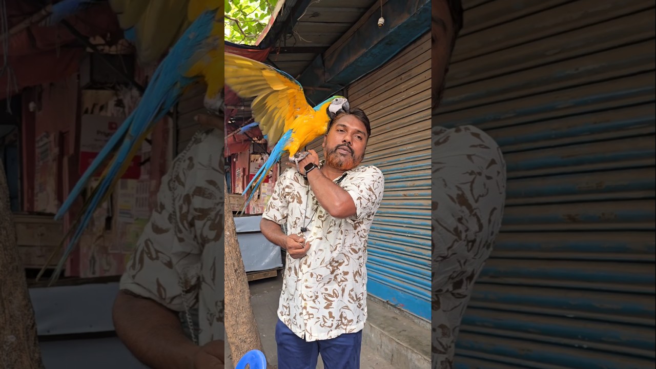 ব্লু এন্ড গোল্ড ম্যাকাও পাখির দাম | কথা বলা পাখি | macaw bird price |viral video | bird #shorts