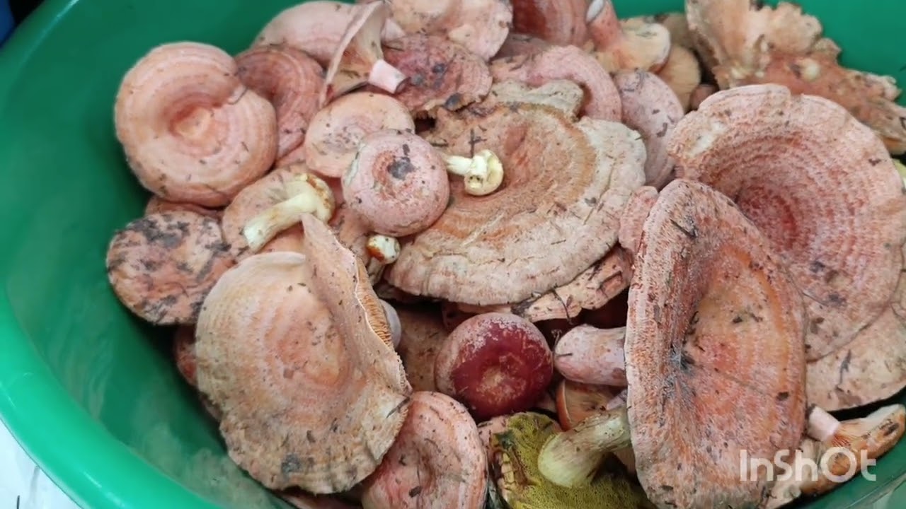 Перший збір грибів 🍄🍄🍄