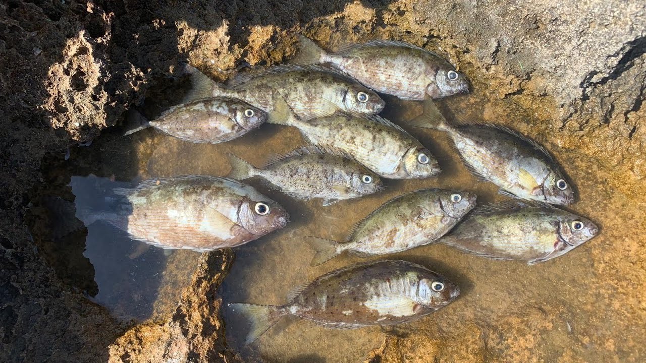 SOKAN AVI SOKAR SIGANUS RIVULATUS SABAH SUYU KISMETLERİ KIBRIS SOKAN AVI FISHING IN NORTH CYPRUS
