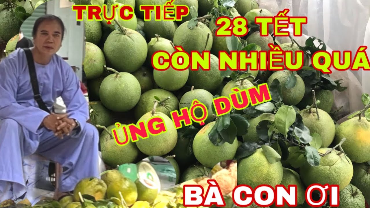TRỰC TIẾP 28 TẾT BÁN BƯỞI CÒN NHIỀU QUÁ , CÓ ĐI CHỢ GHÉ ỦNG HỘ CẢM ƠN NHIỀU.