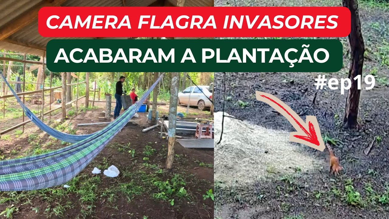 FLAGRAMOS OS INVASORES QUE ESTÃO DESTRUINDO A NOSSA PLANTAÇÃO | MAIS UMA TENTATIVA DAS PLACAS #ep19 
