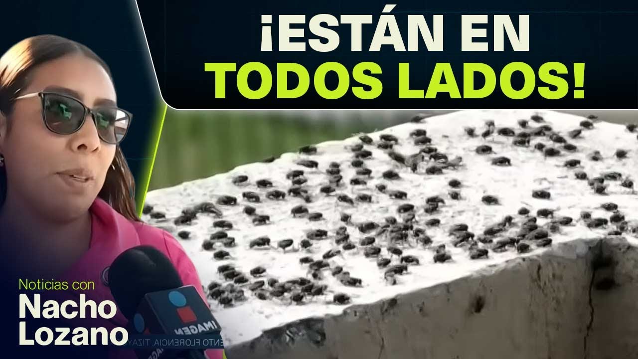 Plaga de moscas invade fraccionamiento en Tizayuca desde hace 9 a&ntilde;os | Nacho Lozano