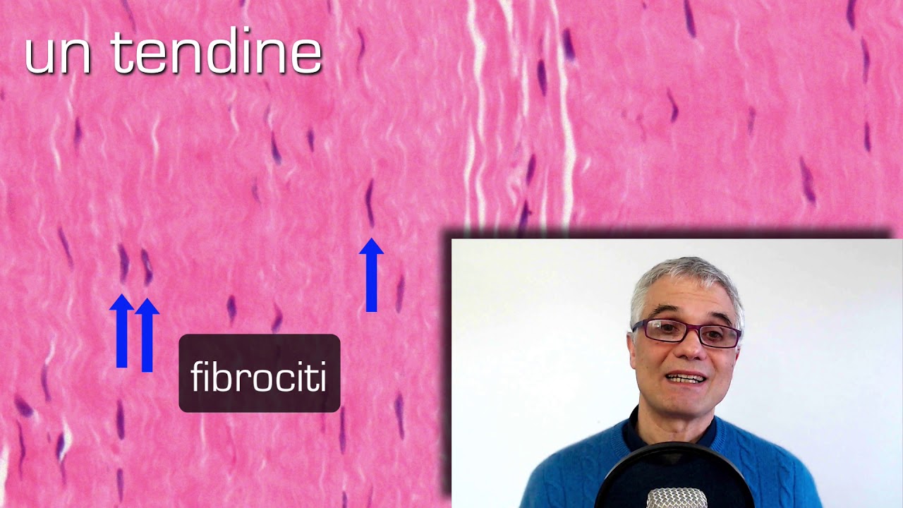 Tessuto Connettivo Propriamente Detto