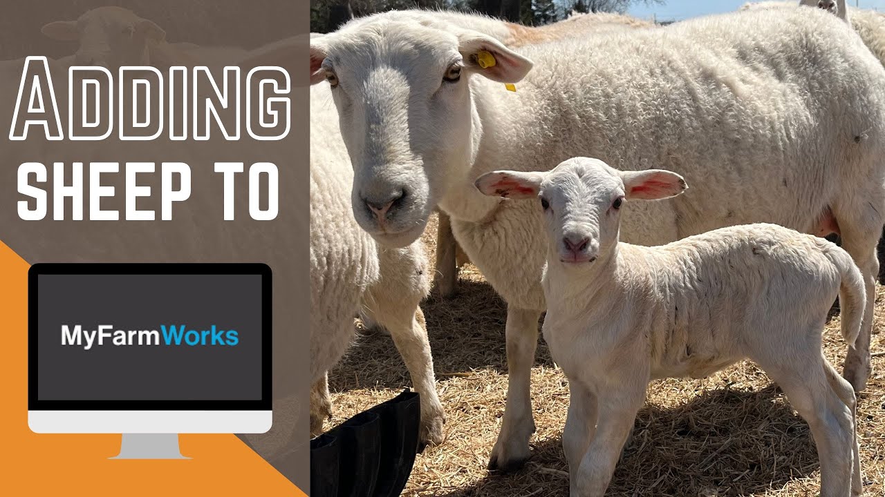 How to Add Sheep to MyFarmWorks on Phone & Web | Sheep Record Keeping for a Profitable Sheep Flock