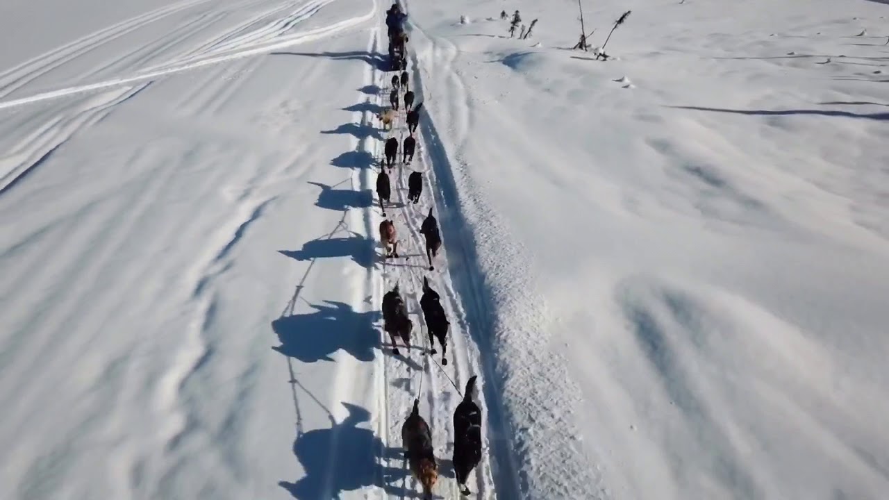 Martin Buser Iditarod Team 2018