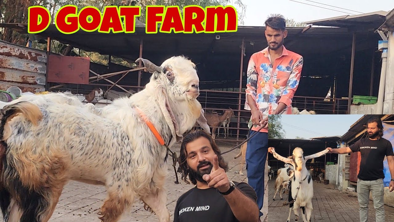 Kota Bakre Hue Tyaar At D Goat Farm | Danish Bhai Ka Challenge Jungle Main Khumke Matlab Nahi.