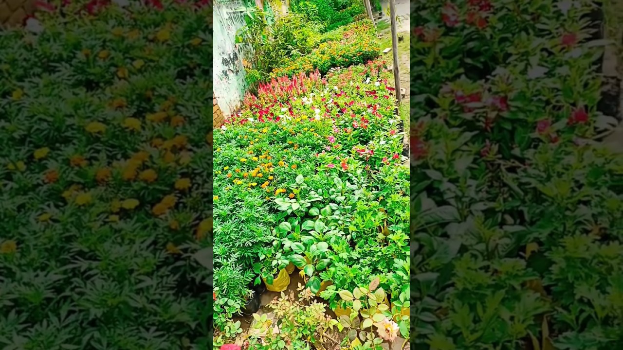 Besides, the above winter flower plants in India or December flowers in India,#shorts #shortsfeed