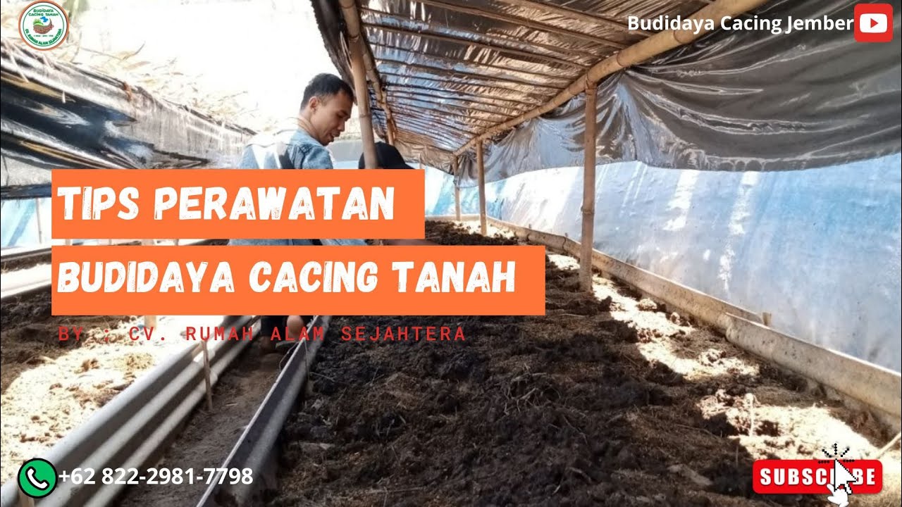 TIPS PERAWATAN - BUDIDAYA CACING TANAH