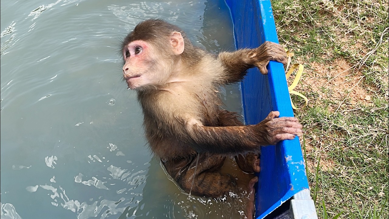 Super Smart! Monkey Max's special way of Getting Mud off body without getting Scolded by Dad 💕