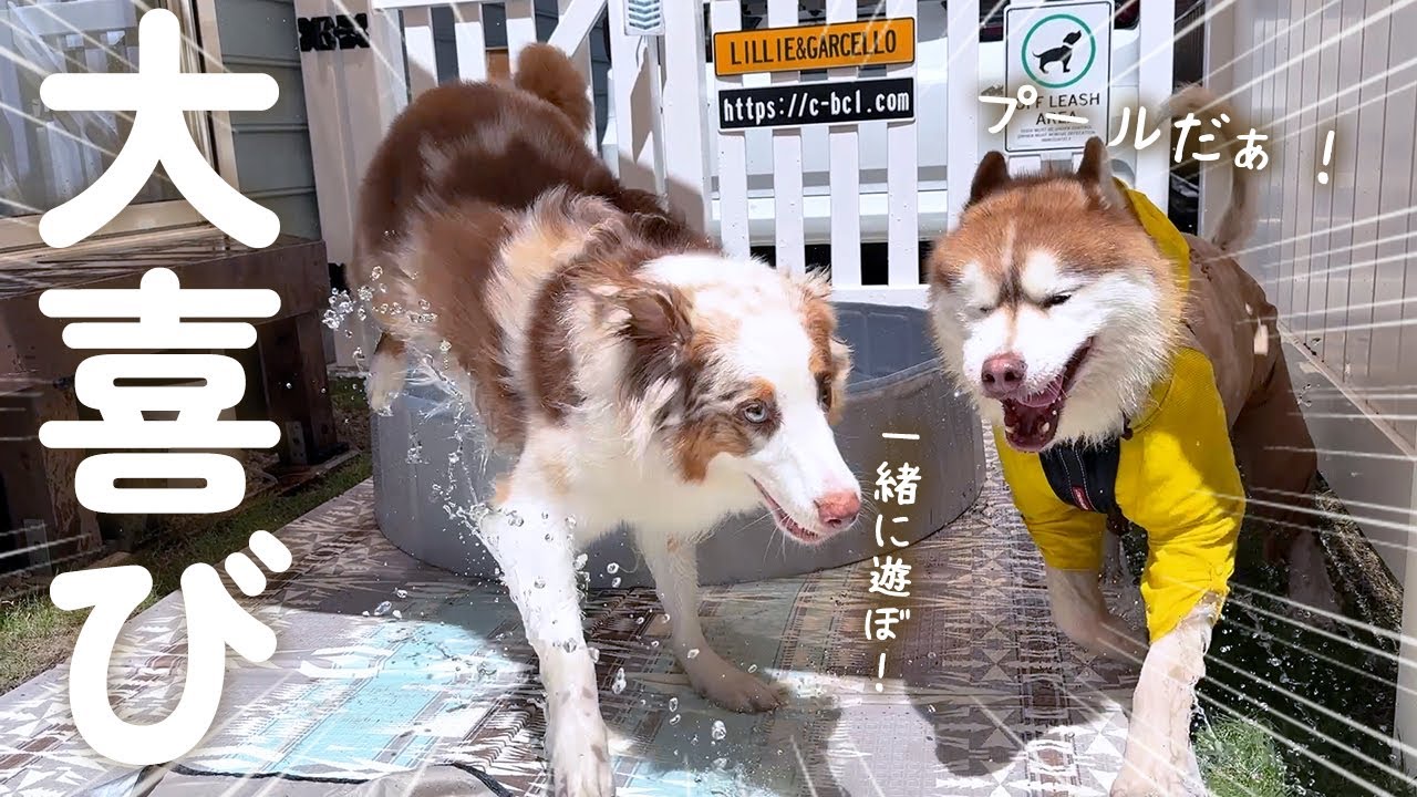 実家犬が突然遊びに来てテンションが上がっちゃう犬達が可愛い♡【ボーダーコリー・オーストラリアンシェパード・シベリアンハスキー】