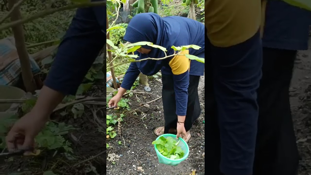 PETIK DAUN KETELA RAMBAT, TERONG, CABE DAN PEPAYA,