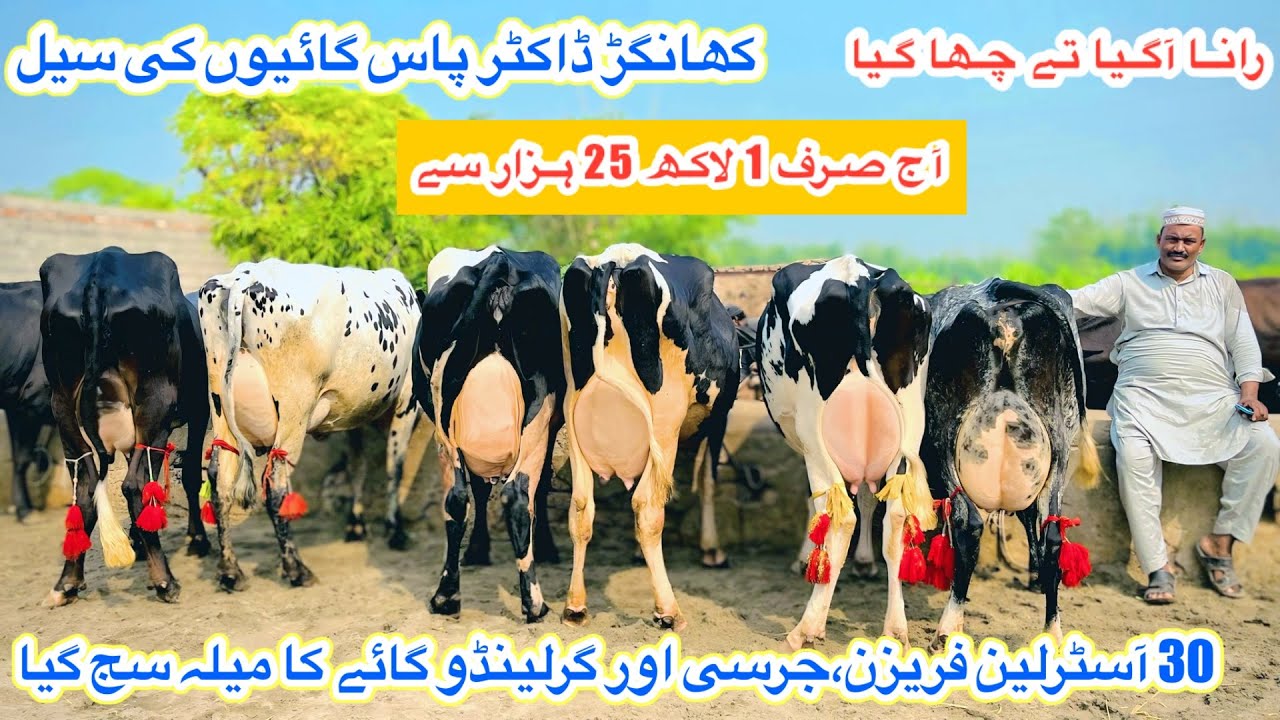 Rana Manzoor | Top Class Australian Fresian Cows | Gerlando Cows And Jersey Cows | 28 October 2025