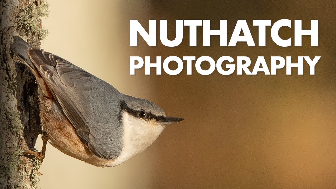 Wildlife Photography Walk with Sony 200-600mm + Sony A7IV