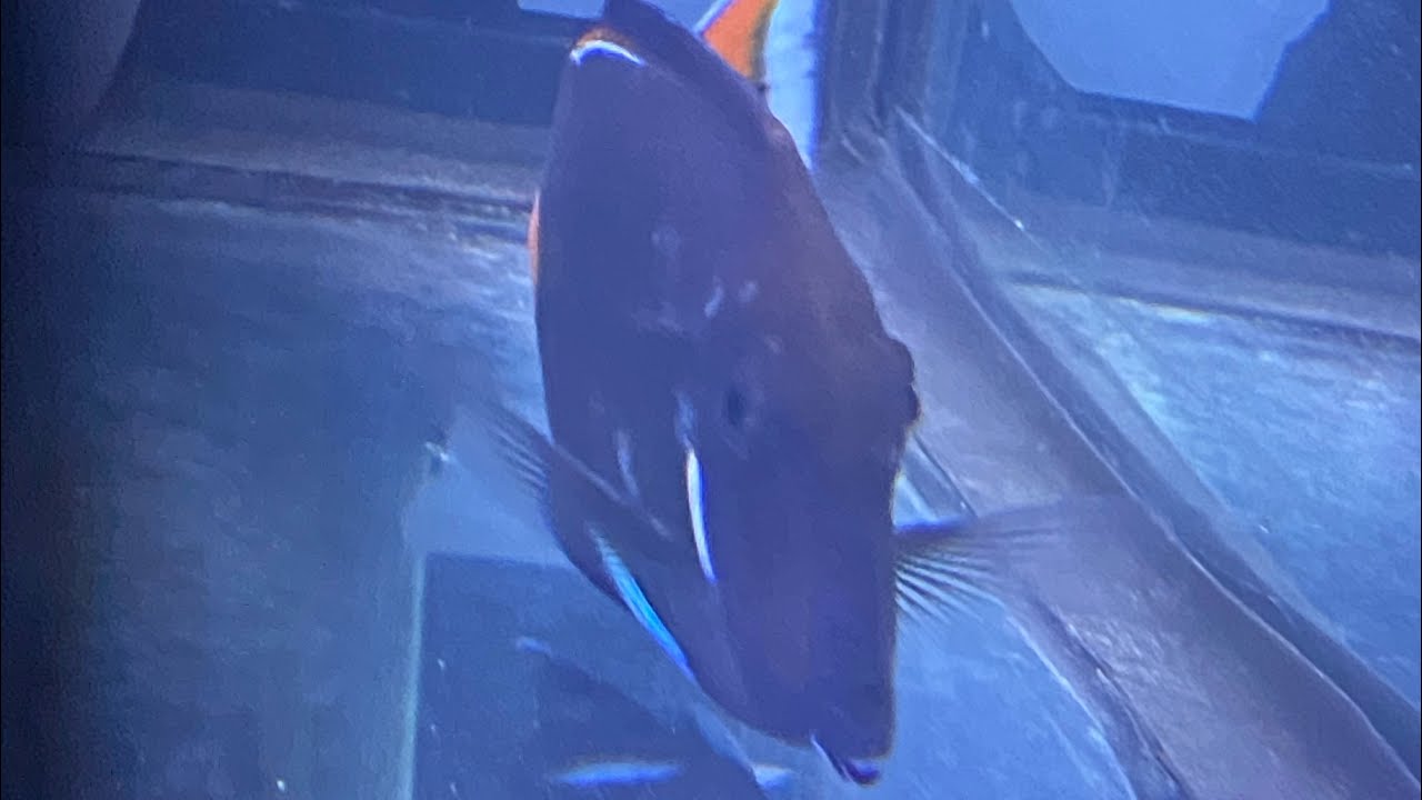 Fresh water dip! Achilles tang @recoveryreefing413