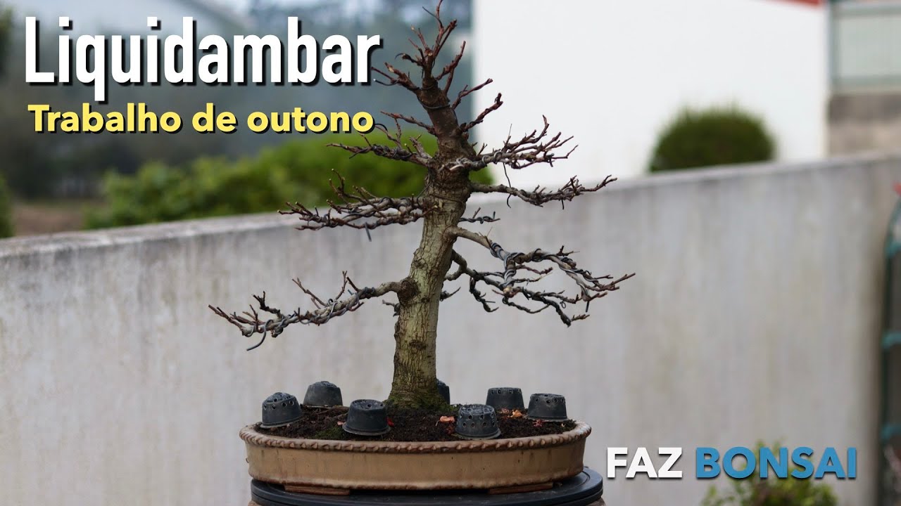 Liquidambar -  trabalho de outono