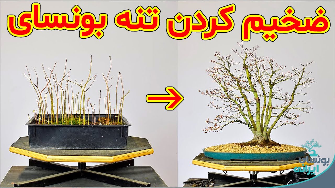 نحوه ساخت بونسای با تنه بزرگ | تکنیک ضخیم کردن تنه بونسای trunk fusion bonsai