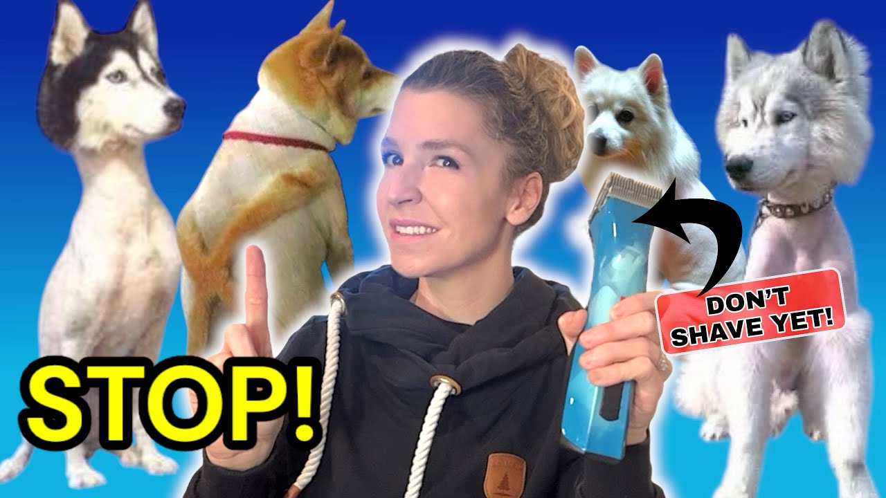 Why You Shouldn’t Shave Your Double-Coated Dog (and When It’s Okay!)