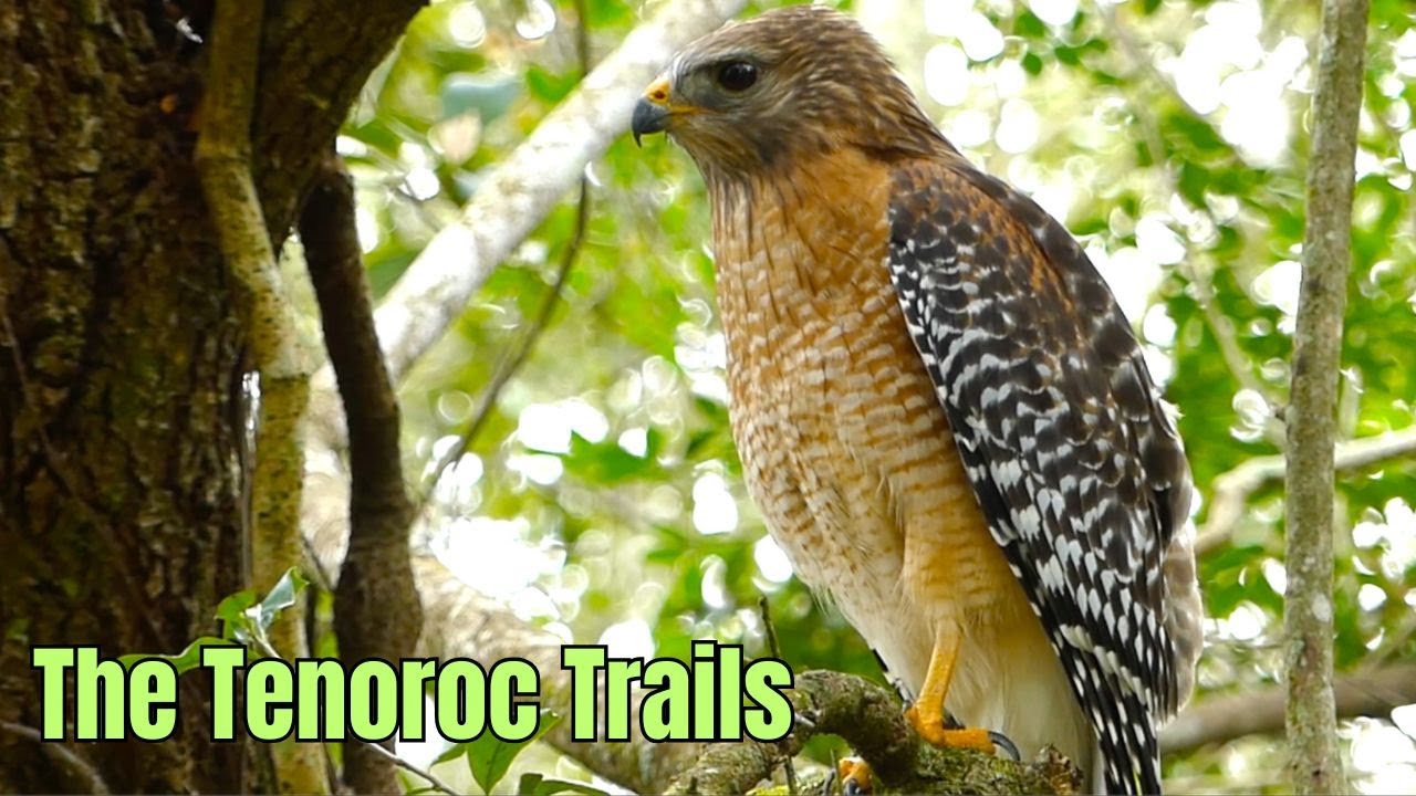 The Tenoroc Trails