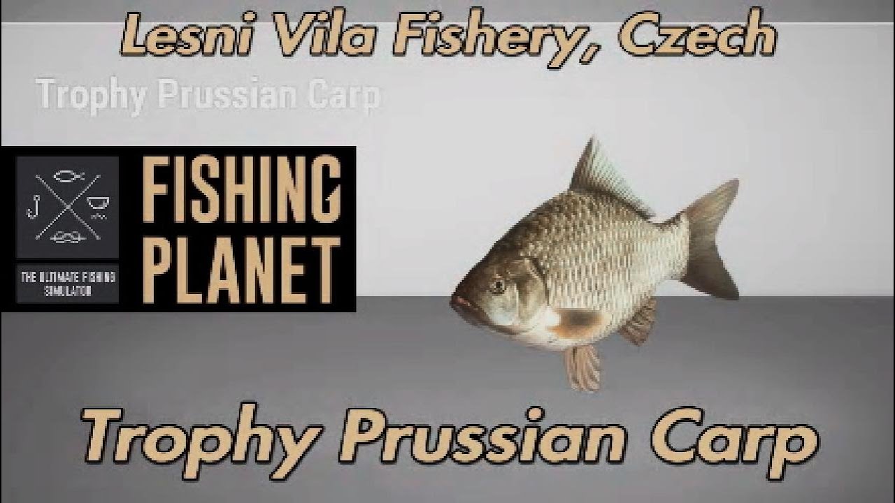 Trophy Prussian Carp Lesni Vila Fishery Czech Fishing Planet Guide