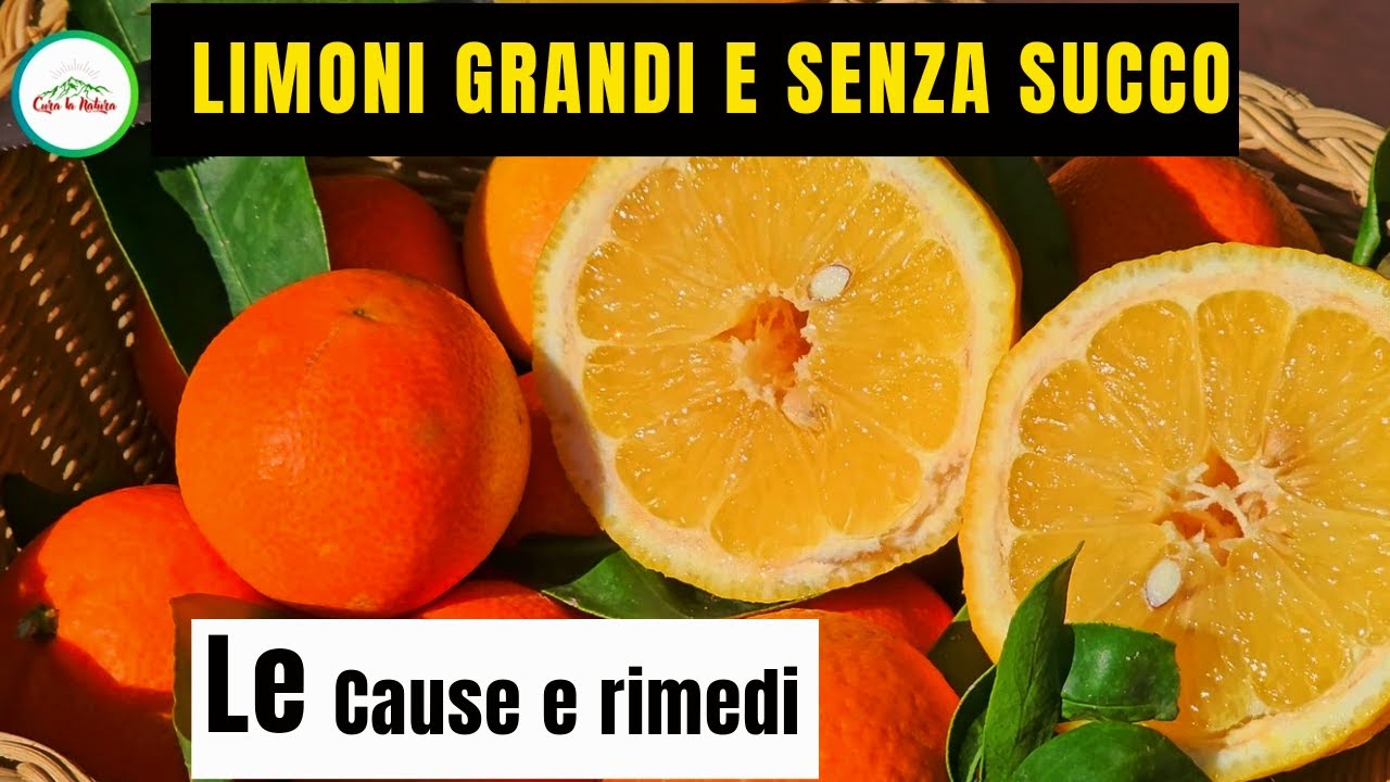 Limoni Senza SUCCO - PERCH&Egrave; Ia Mia Pianta di LIMONE Produce LIMONI GRANDI PER&Ograve; NON SONO SUCCOSI?
