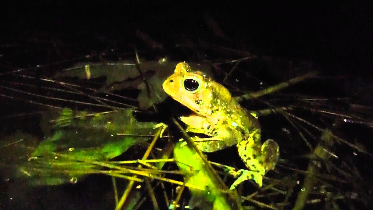 Niagara: Biodiversity Offsetting Myth