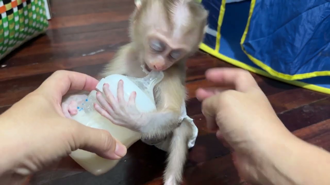 Hello little boy 