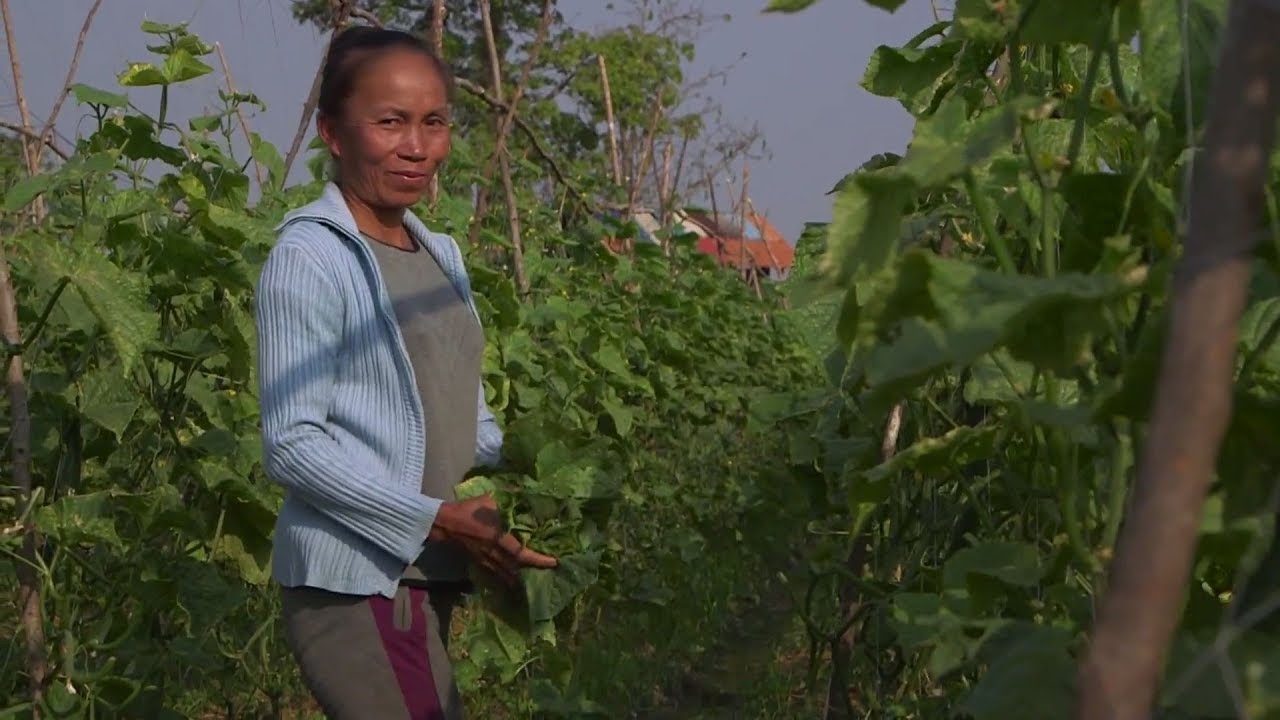 High-value Crop Boosts Farmers' Income in Lao PDR