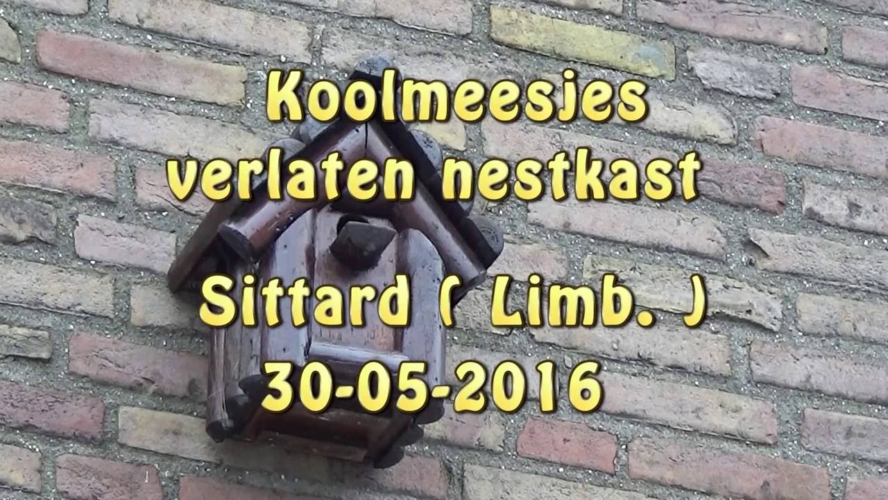 koolmeesjes nestkast 30 05 2016