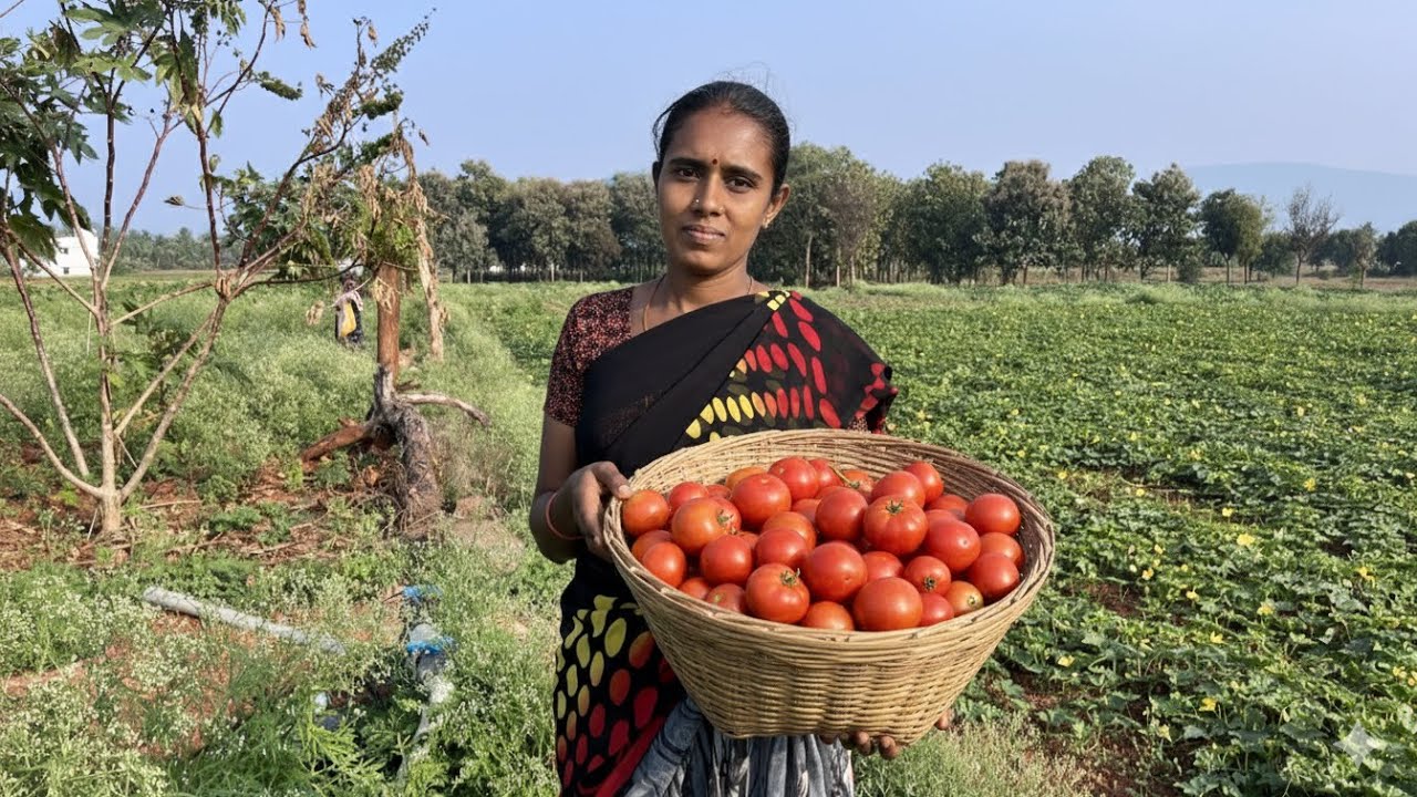 🍅விவசாயம் காப்போம் #farmer #farming #agriculture #food #villagelife #vivasayam #tamilfarmerlife 👨‍🌾🌿