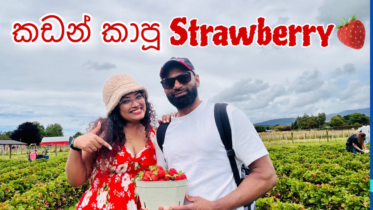 ඇති තරම් ස්ට්‍රෝබෙරි කෑවා 😋  අපේ PYO Strawberry 🍓 අත්දැකීම 