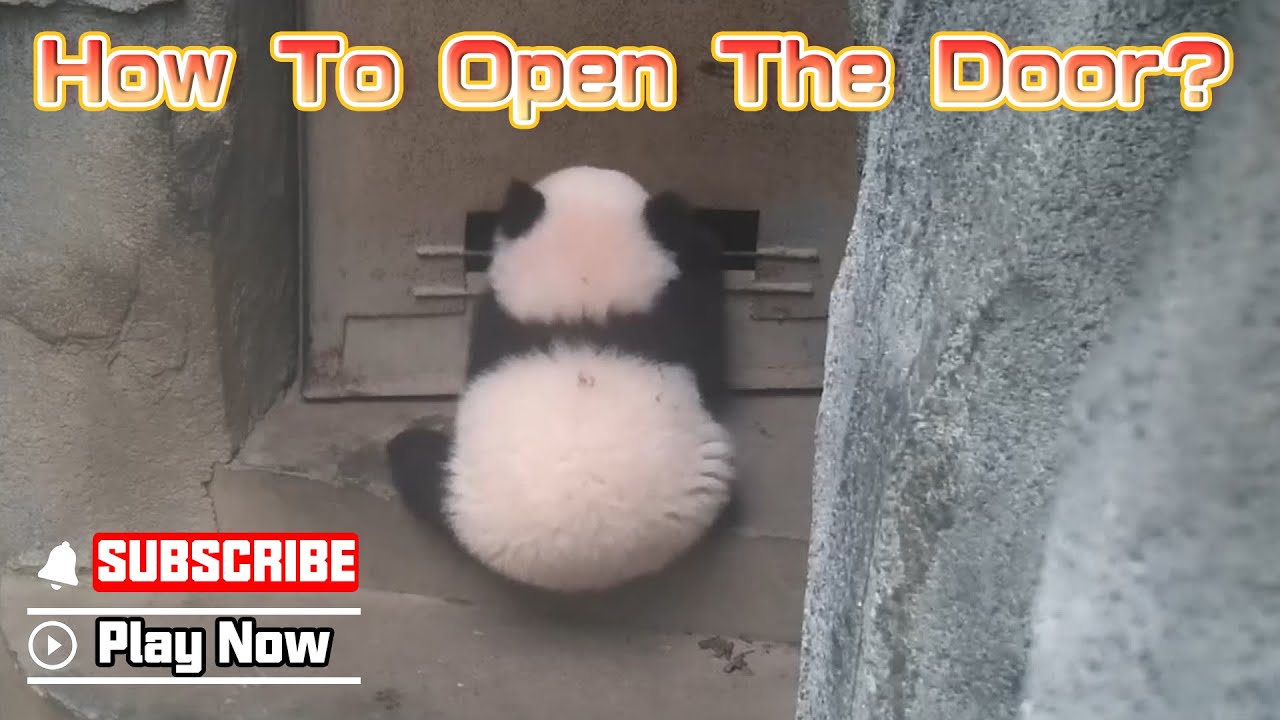 Intelligent Panda Cub Trying To Open The Door | iPanda