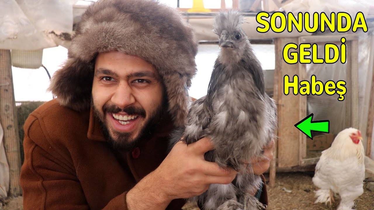 AYLARCA BEKLEDİM SONUNDA HABEŞ HOROZUM GELDİ !!
