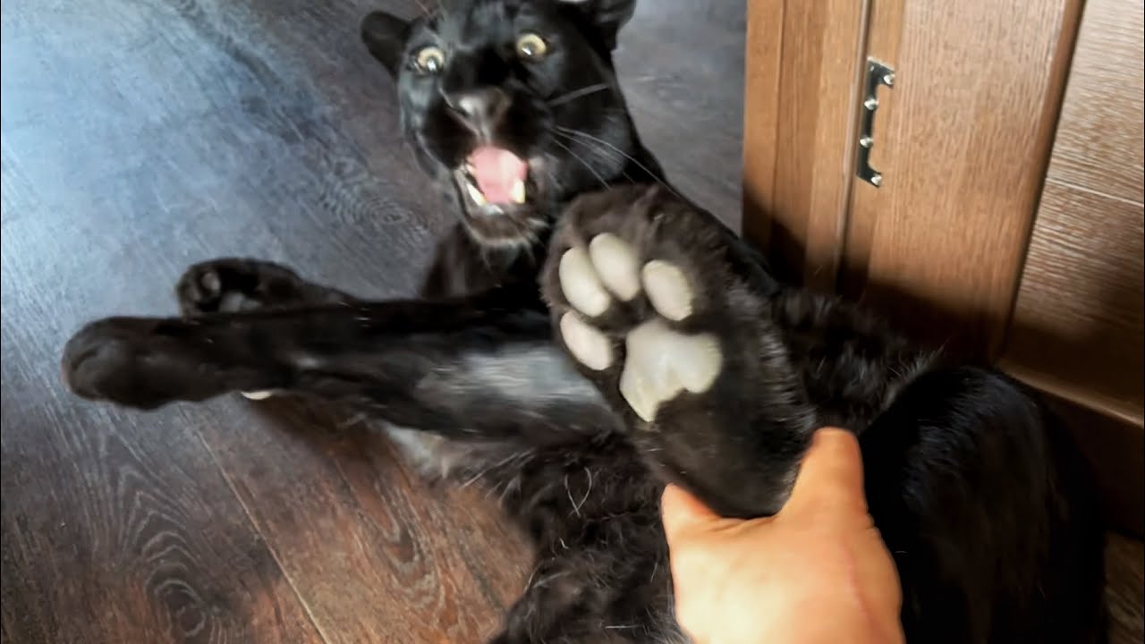 Я вернулась к девочкам 😸 Катаемся по деревне😁🐾