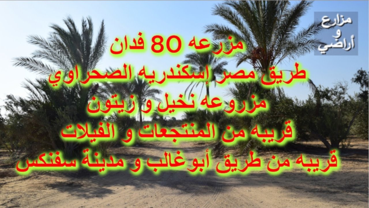 للبيع مزرعه 80 فدان طريق مصر إسكندريه الصحراوي - نخيل و زيتون قريبه من مدينة سفنكس و منطقة الفيلات