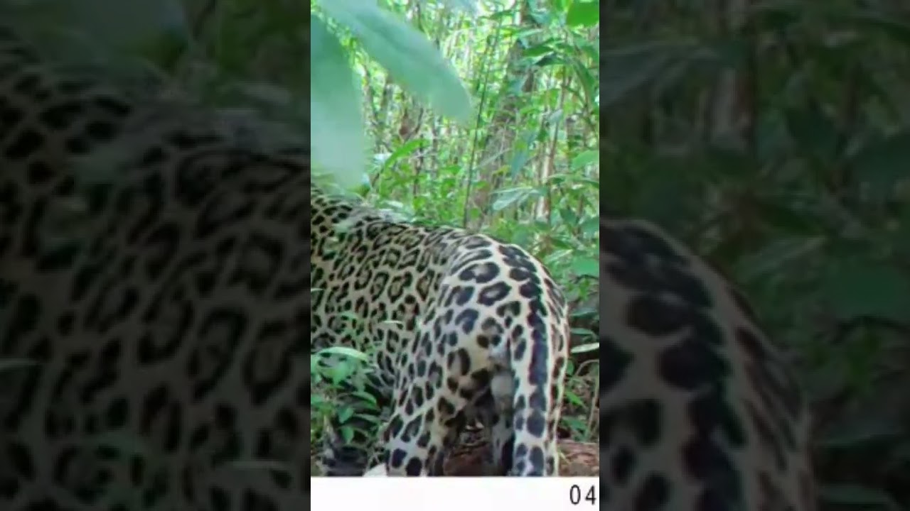 Trampas camas en la moskitia, proyecto Muskitia Pasa Klin Naka 2022