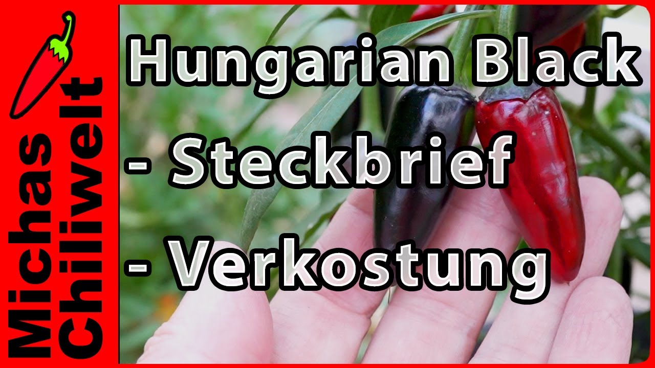 Hungarian Black  |  Steckbrief und Verkostung  |  Chili Sorten  |  Pepper  |  Infos
