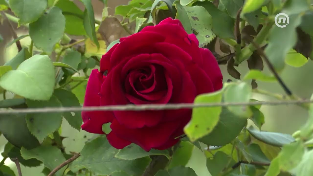 Plantaža ruža u Gračanici