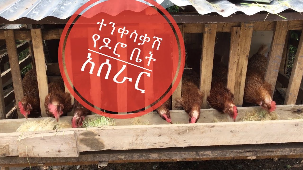 ተንቀሳቃሽ የዶሮ ቤት አሰራር እስከ 10 ዶሮ የሚይዝ