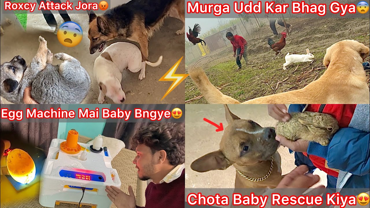 Rocky N Puppy Ki Vjh Se Jora Par Attack Kiya😰Egg Machine Mai Baby Ducks Ban Gye😍Chota Bby Rescue