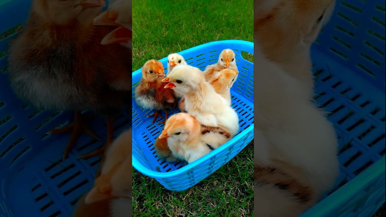 Baby Chicks Chirping ASMR 🐣 #adorablechicks #birdsounds #babychicks #babybirds #asmrsounds #chirping