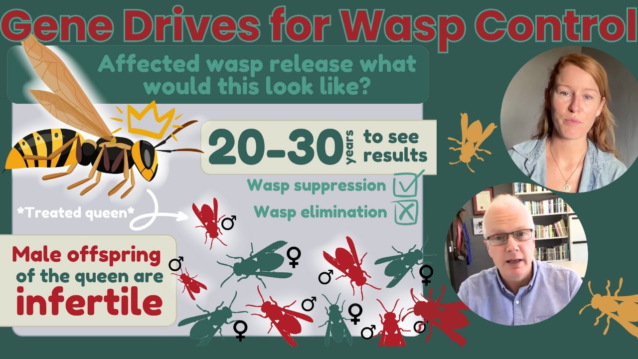 Gene Drives for Wasp Control: A Study on Volunteer Perspectives