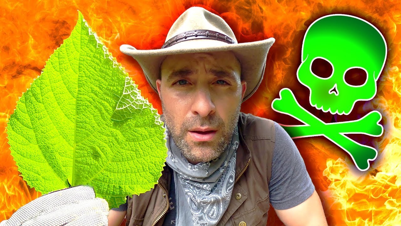 Am fost înțepat de o plantă otrăvitoare - Gympie-Gympie! Plantă otrăvitoare din Australia