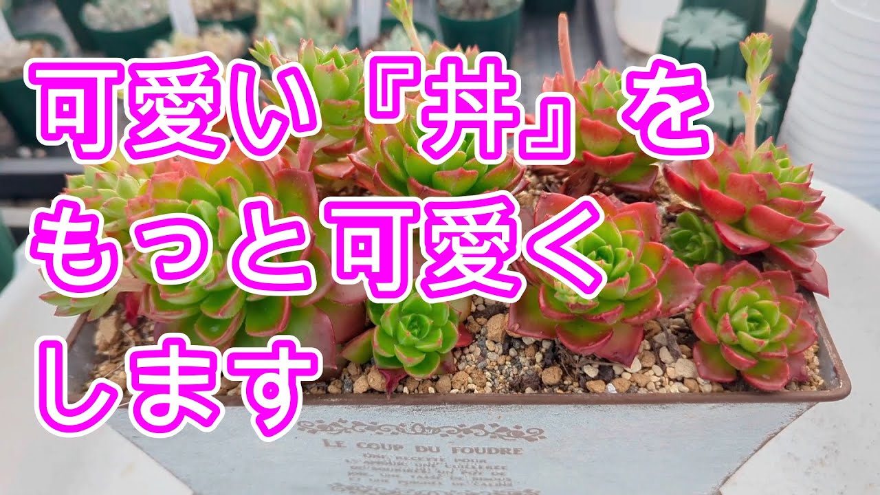 【多肉植物】【丼作り】可愛い丼をもっと可愛くなるように仕立て直し