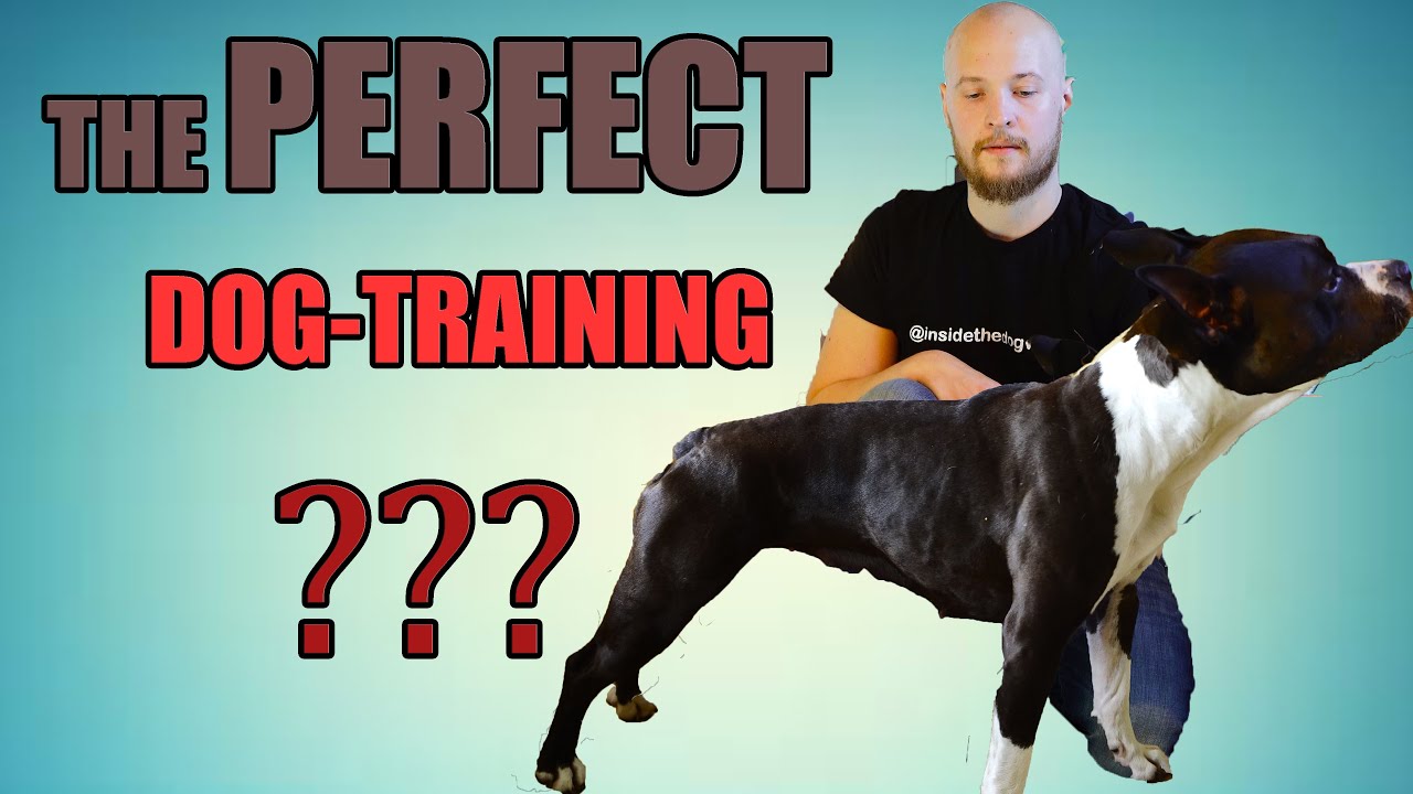 Amstaff Dog Training: Learn by Failure - First time Exhibition Training